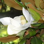 فندق Jardim
