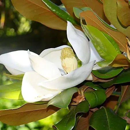 Jardim 2*