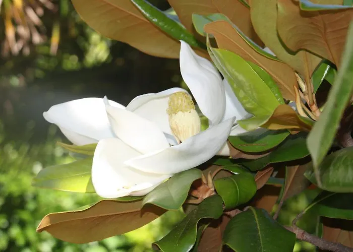 酒店 辛特拉花园酒店